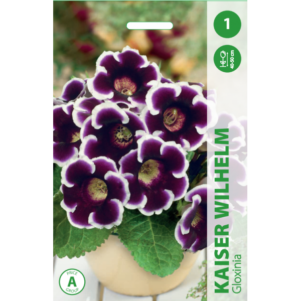 GLOXINIA KAISER WILHELM