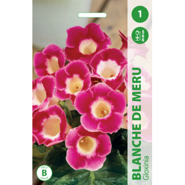 GLOXINIA BLANCHE DE MERU