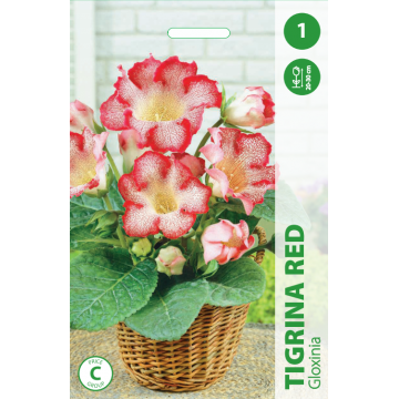 GLOXINIA TIGRINA RED