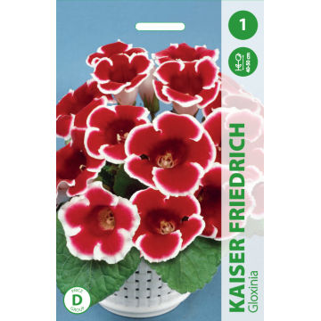 GLOXINIA KAISER FRIEDRICH