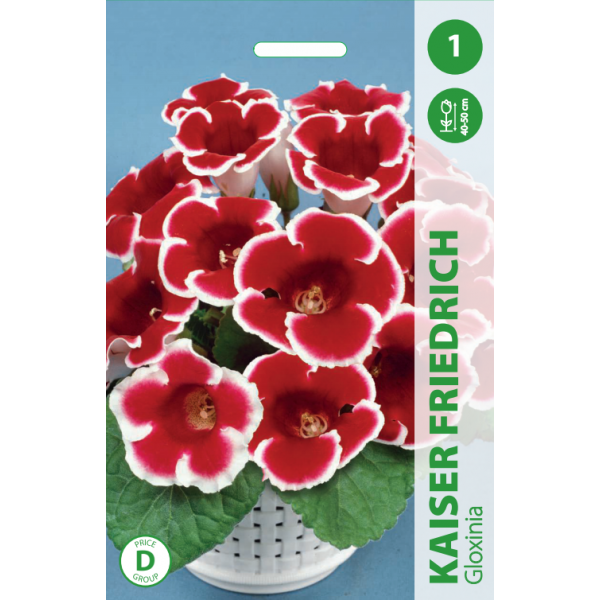 GLOXINIA KAISER FRIEDRICH