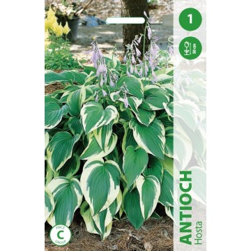 HOSTA ANTIOCH