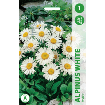 ASTER ALPINUS WHITE