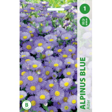 ASTER ALPINUS BLUE