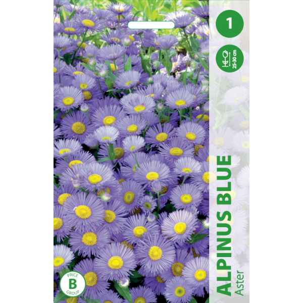 ASTER ALPINUS BLUE