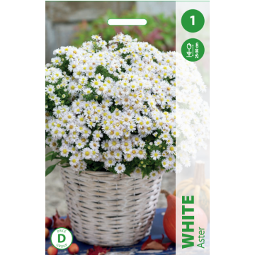 ASTER WHITE