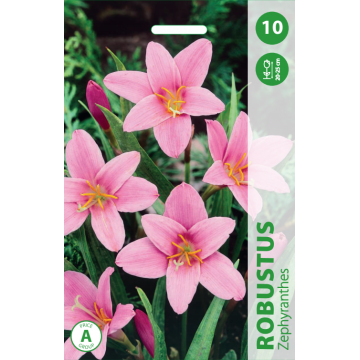 Zephyranthes ROBUSTUS 10TK