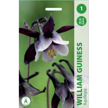 Aquilegia WILLIAM GUINESS