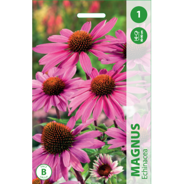 Echinacea MAGNUS