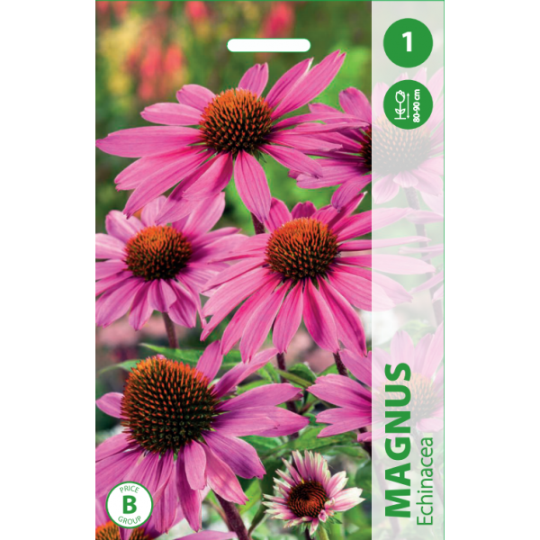 Echinacea MAGNUS