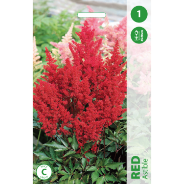 ASTILBE RED 1tk.