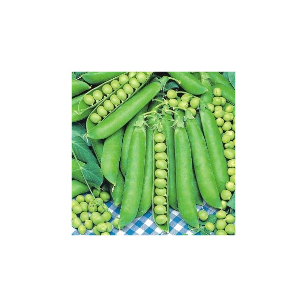 Harilik hernes TELEFON 1kg