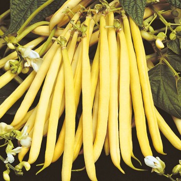 Harilik aeduba BERGGOLD 1kg