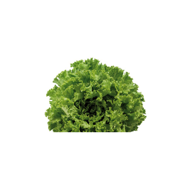 Peasalat KATUSA 20 seemet