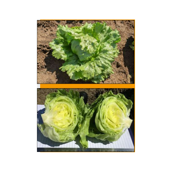 Peasalat ELSOL 20 seemet