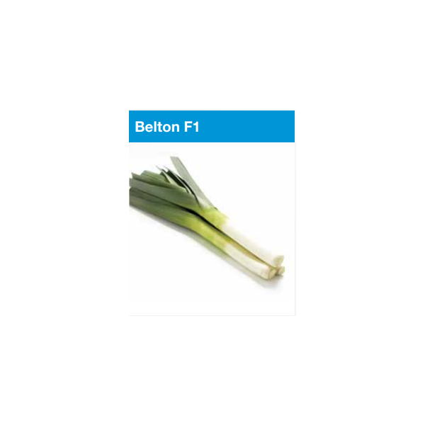 Porrulauk BELTON H 20 seemet