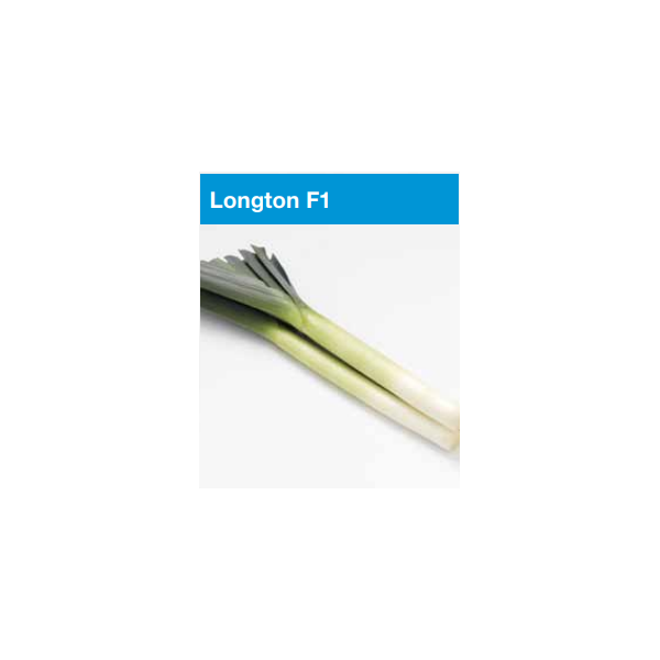 Porrulauk LONGTON H 20 seemet