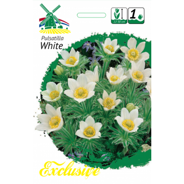Pulsatilla WHITE