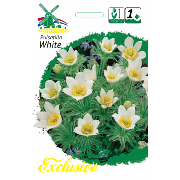 Pulsatilla WHITE
