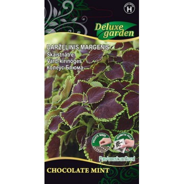 Колеус Блюма Chocolate Mint