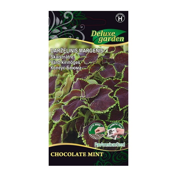 Värd-kirinõges Chocolate Mint