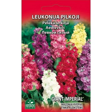 LEUKONIJA PILKOJI