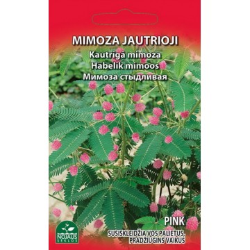 MIMOZA JAUTRIOJI