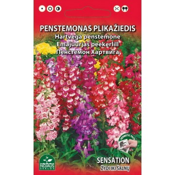 PENSTEMONAS PLIKAŽIEDIS