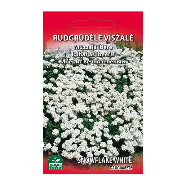 RUDGRŪDĖLĖ VISŽALĖ SNOWFLAKE WHITE