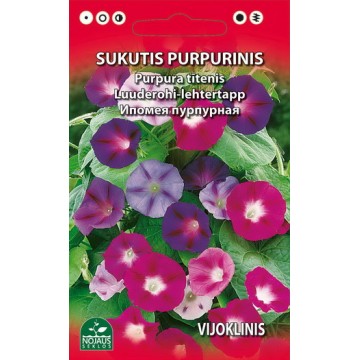 SUKUTIS PURPURINIS VIJOKLINIS