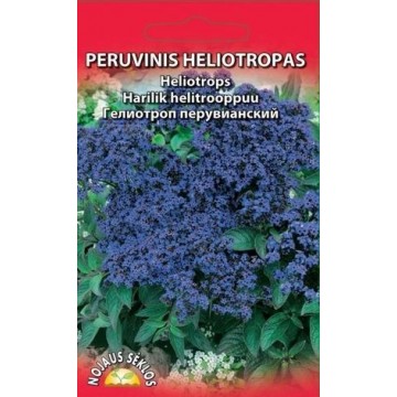 PERUVINIS HELIOTROPAS