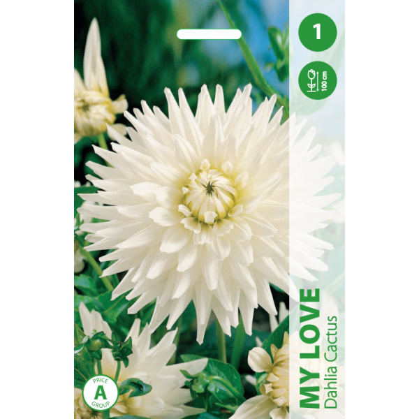 Dahlia MY LOVE