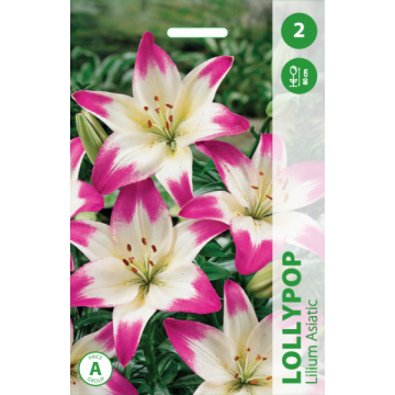 Lilium Asiatic LOLLYPOP