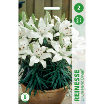 Lilium Nano Dwarf REINESSE