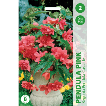 Begoonia PINK 2tk.