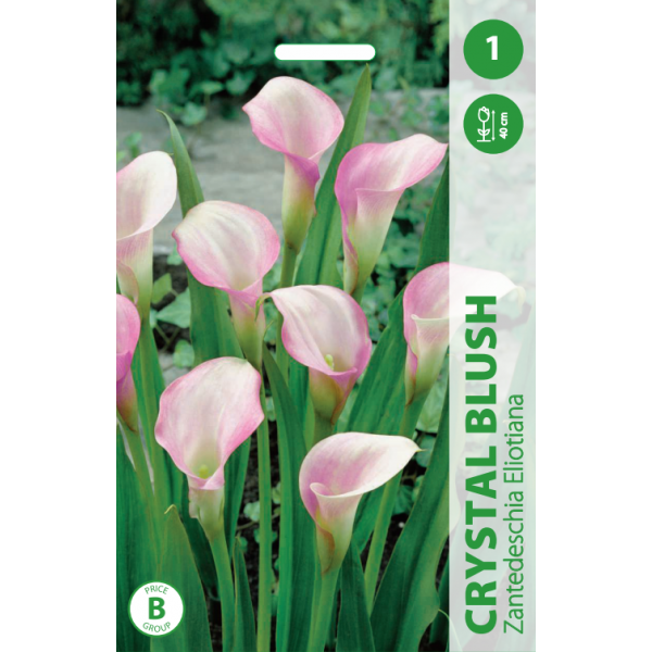 Calla CRYSTAL BLUSH