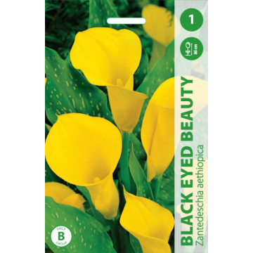 Calla BLACK EYED BEAUTY