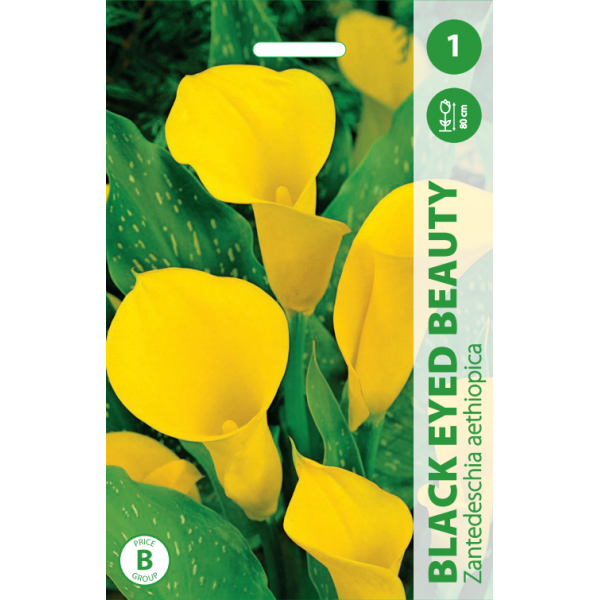 Calla BLACK EYED BEAUTY