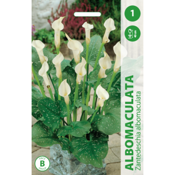 Calla ALBOMACULATA