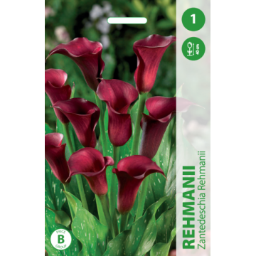 Calla REHMANII