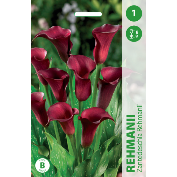 Calla REHMANII