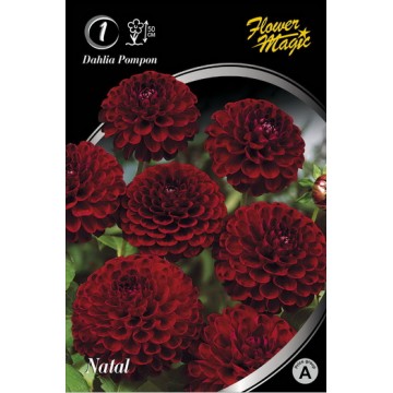 Dahlia NATAL