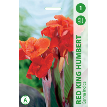 Canna RED KING HUMBERT