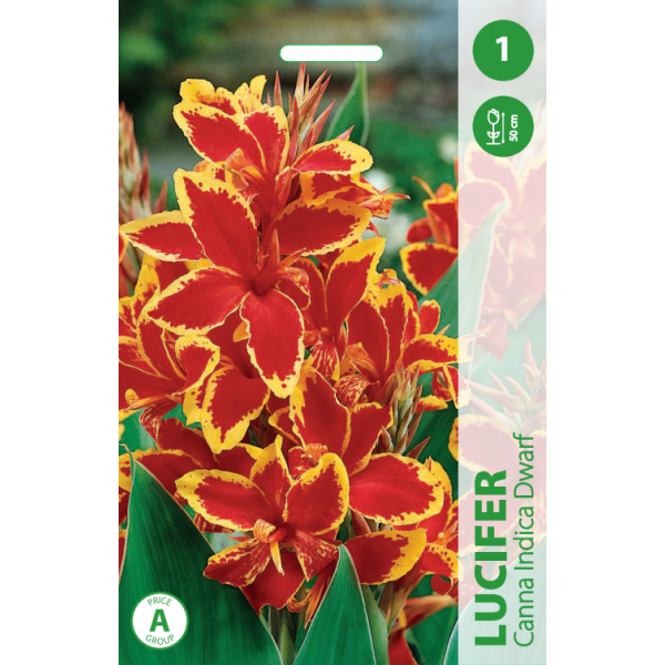 Canna LUCIFER