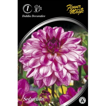 Daaliad SEDUCTION 1tk