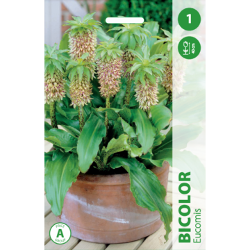 EUCOMIS  BICOLOR