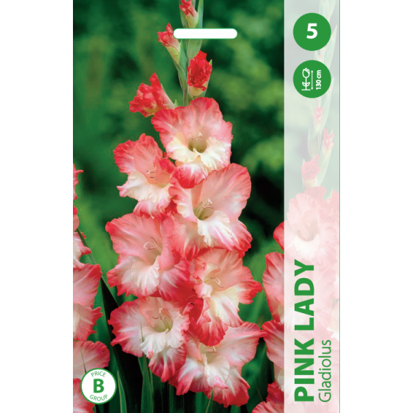 Gladioolid PINK LADY