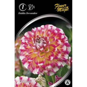 Dahlia HAWAII