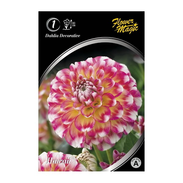 Dahlia HAWAII