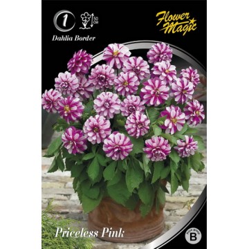 Dahlia PRICELESS PINK